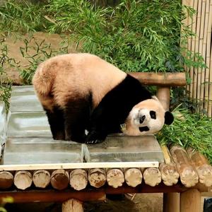 墩邦尼～噗宝头像