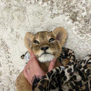 凌晨一点的猫 ᝰ头像