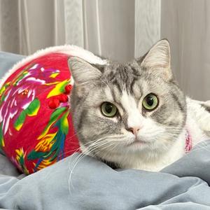 哒哒是猫不是猪头像