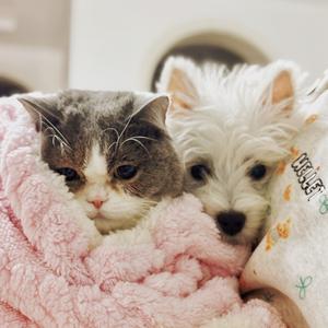 小乖和球球——猫狗双全头像