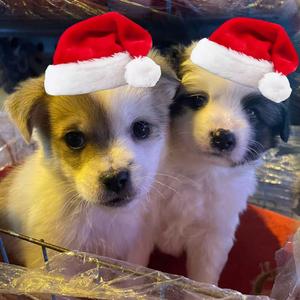 装高冷被揍成脑瘫头像