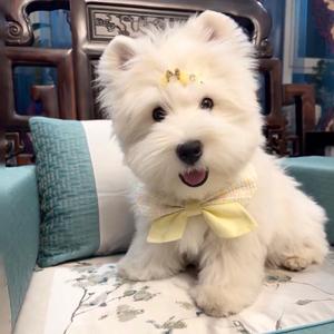 萌宝西高地🐶头像