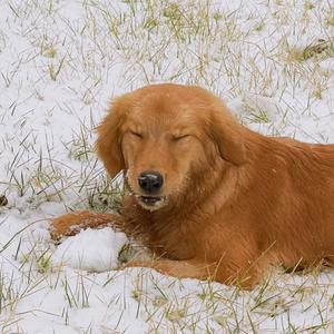 不吃胡萝卜.🥕头像