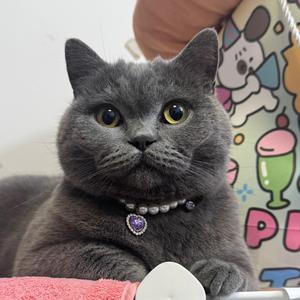 乔妹别跑酷了（看杰伦演唱会版）头像