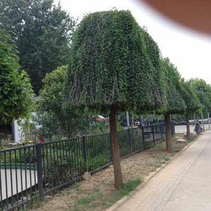 赵啟(凰)大号头像