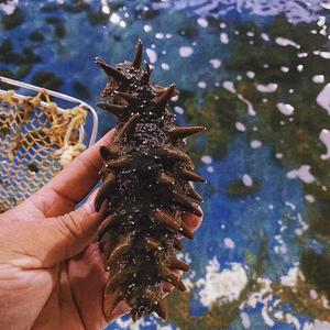 鼎参堂海参头像