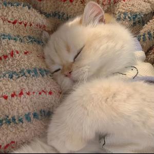 喵喵不睡觉头像