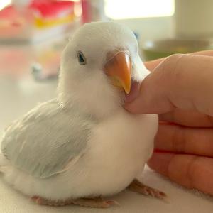 波比小宝叽🐦头像