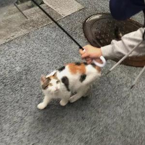 开心兔兔🐰头像