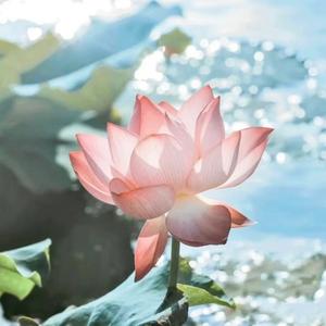 初中拔尖资料头像