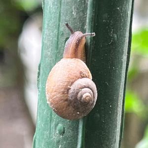 微笑苹果LQX头像