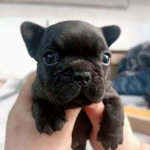 八百是公主殿下头像