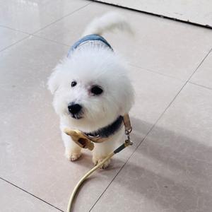 小豆包嘴不凑头像