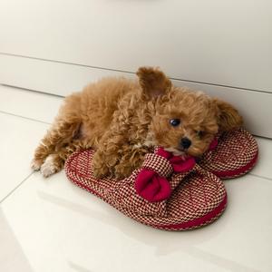 COCO是只泰迪熊头像