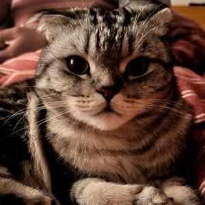 柠檬座的琉璃头像