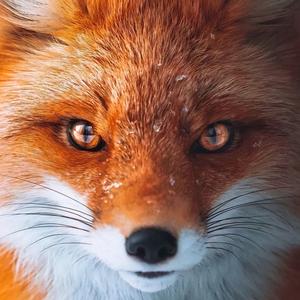🦊小狐狸T5头像