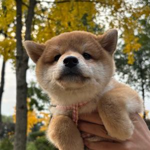 椰子爱喝椰汁头像