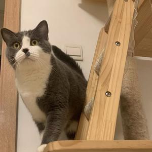 六六是只猫头像