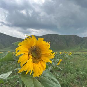🌻向阳而生头像