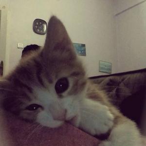 干嘛不说话头像