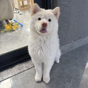 鹿鹿土松族长头像