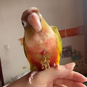 金宝是进宝头像