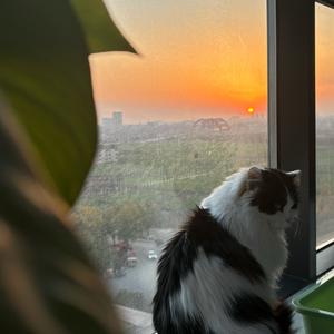 小猫酸溜溜头像