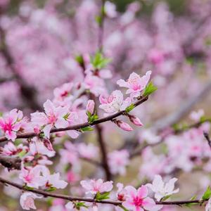 浅忆梦微凉～头像