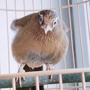 昌哥的画眉鸟食头像