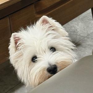 麻酱是只西瓜地🍉头像