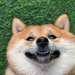 糊饼也是饼头像