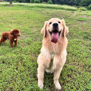 金毛胖胖✨头像