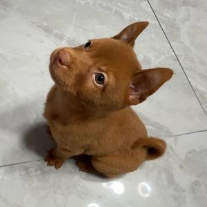 甜掉牙的糖豆～头像