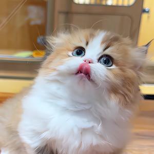 甜酒是只喵头像