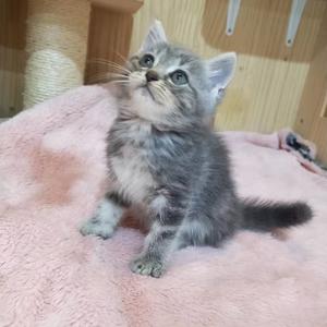 荒野小包包头像