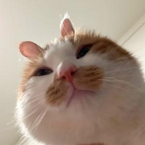 一颗虾虾米头像