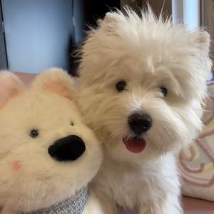 偷吃糖果的宝贝。头像