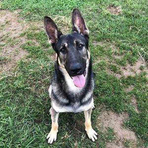 宠乐坊训犬学校官方号头像