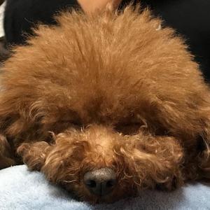 马内谎话肚包鸡头像