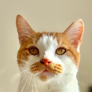 麦麦和她的猫头像