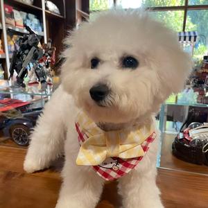 我是朱辉，通勤宠业N年+头像