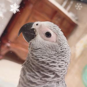 Mira一只可爱的公主头像