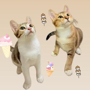 肉丸和甜筒🍡🍦头像