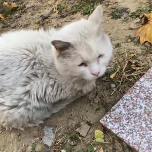 流浪猫的家头像