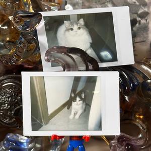 米糕酱&Milky酱头像