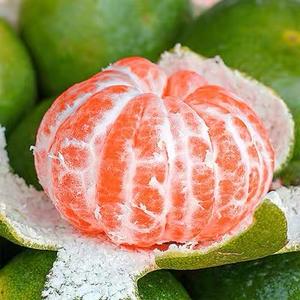 宜昌蜜桔自家果园头像