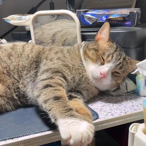 生旧叉烧（叉烧猪饼是两只猫）头像