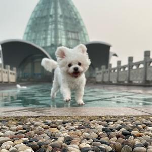 一会减肥一会吃的大馋丫头头像