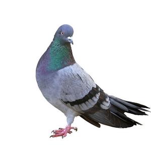 老刘爱养鸽头像