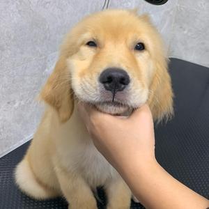 金毛三十🐶头像